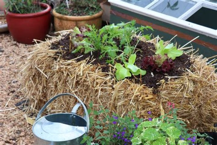 How much fertilizer do I need for a straw bale garden?
