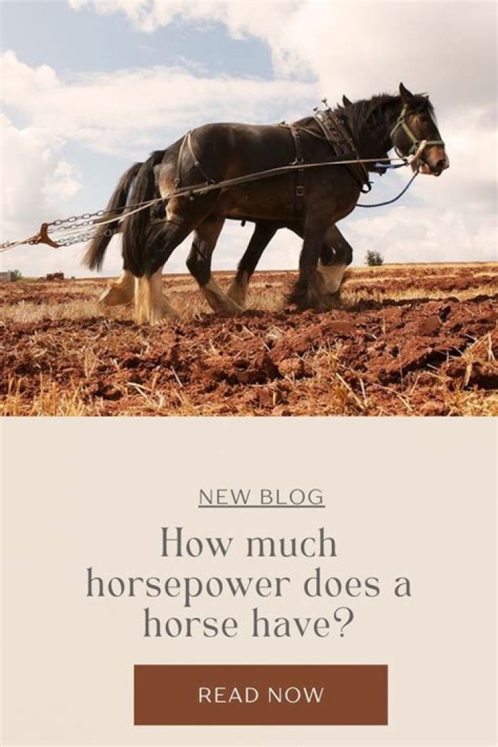 How much horsepower does a 2006 Acura TL Type S have?