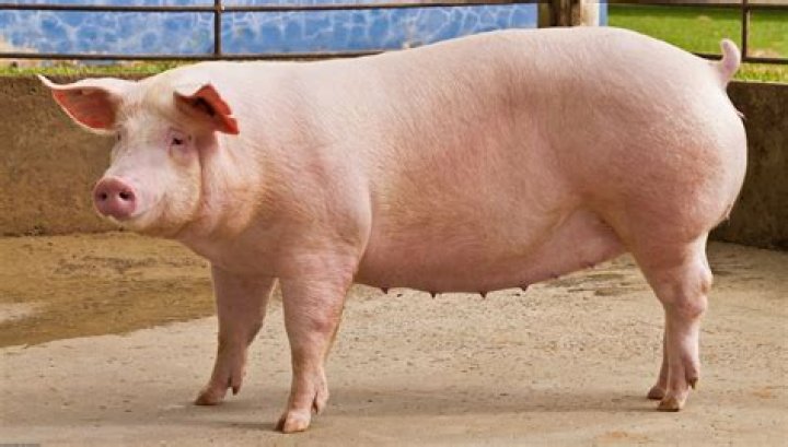 How much is a 100lb pig?