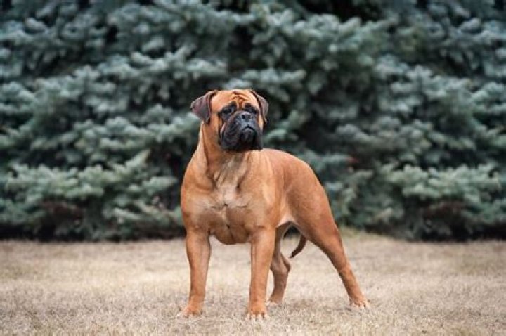 How much is a brindle Bullmastiff worth?