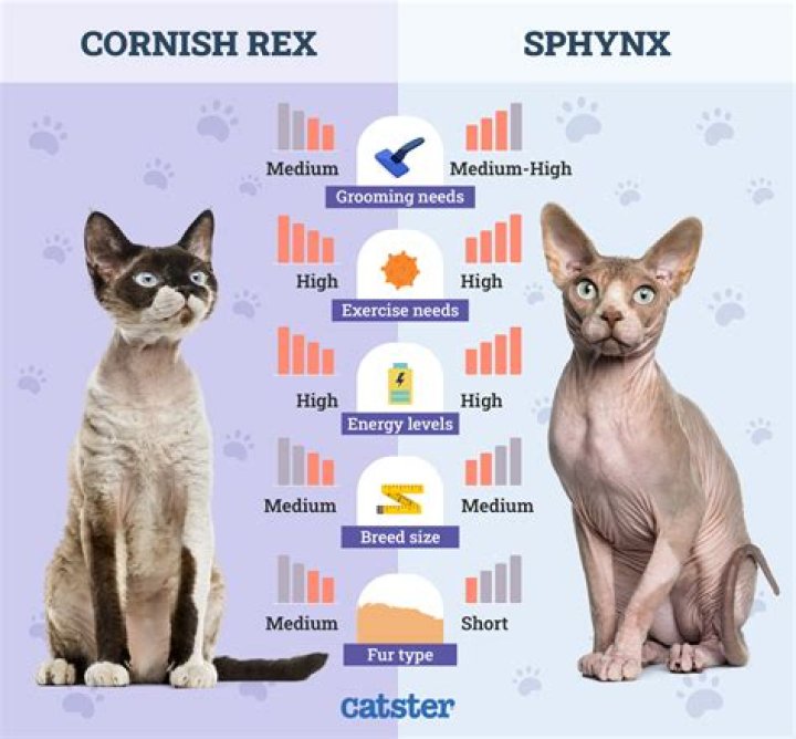 How much is a Cornish Rex kitten?