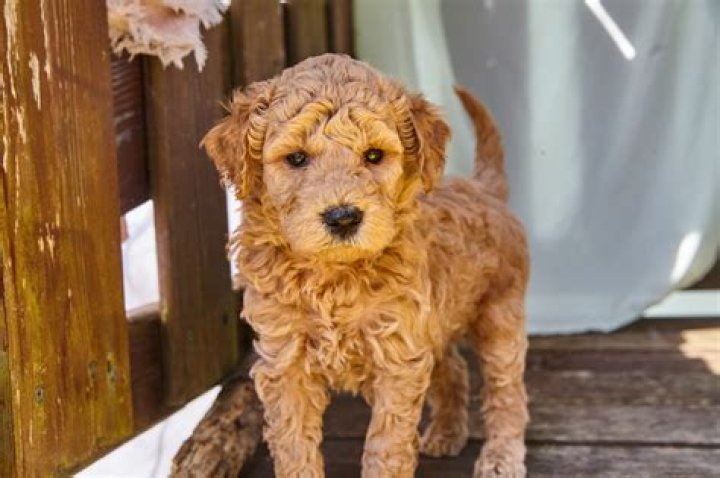 How much is a mini English Goldendoodle?