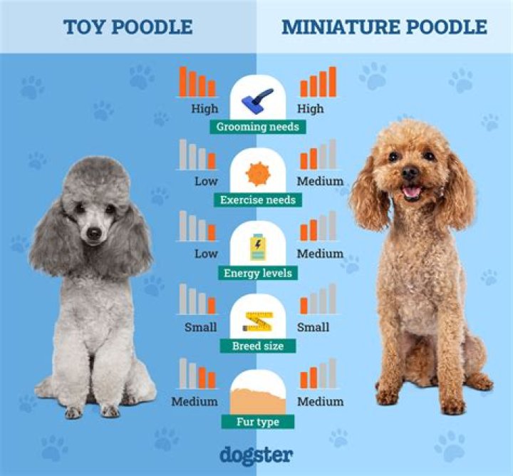 How much is a miniature apricot poodle?