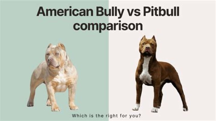 How much is a pitbull bully worth?
