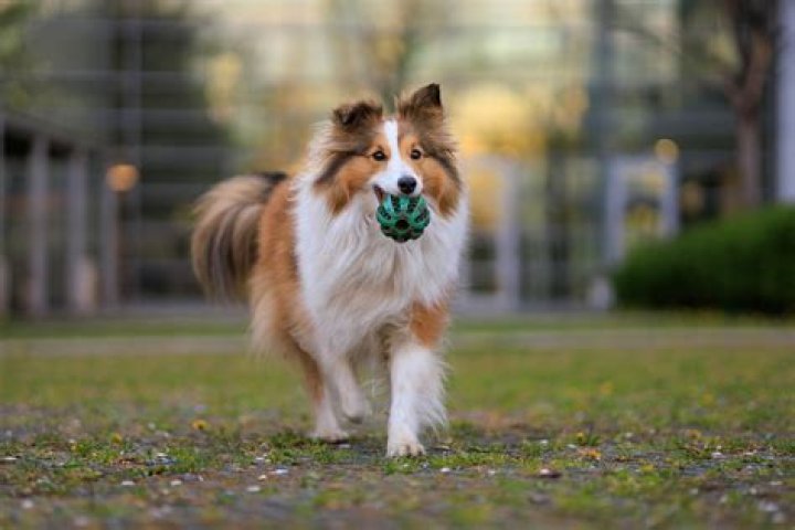 How much is a Sheltie puppy?