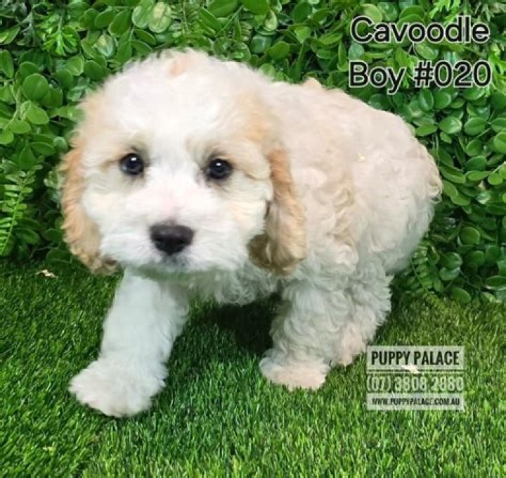 How much is a toy Cavoodle?