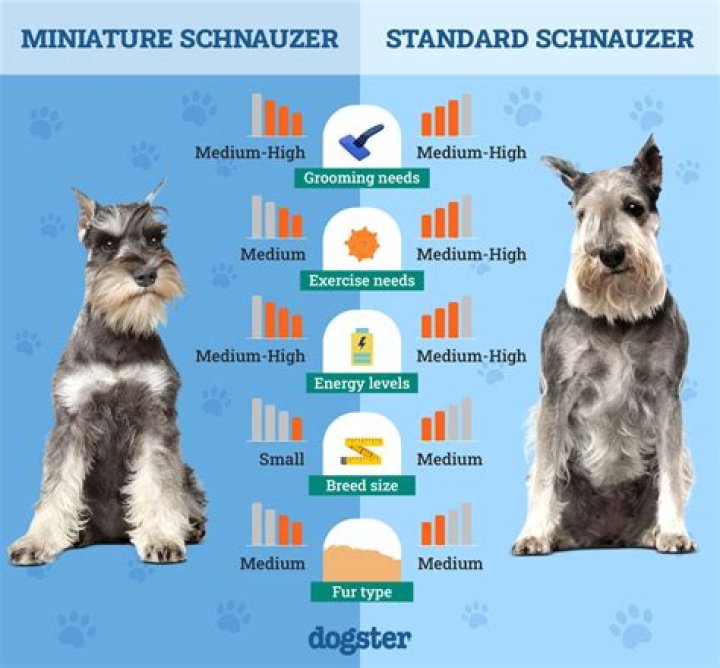 How much is a toy Schnauzer?