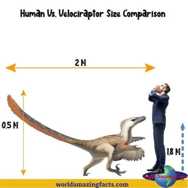 How much is a velociraptor claw worth?