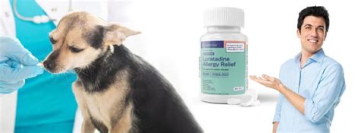 How much loratadine can you give a dog?