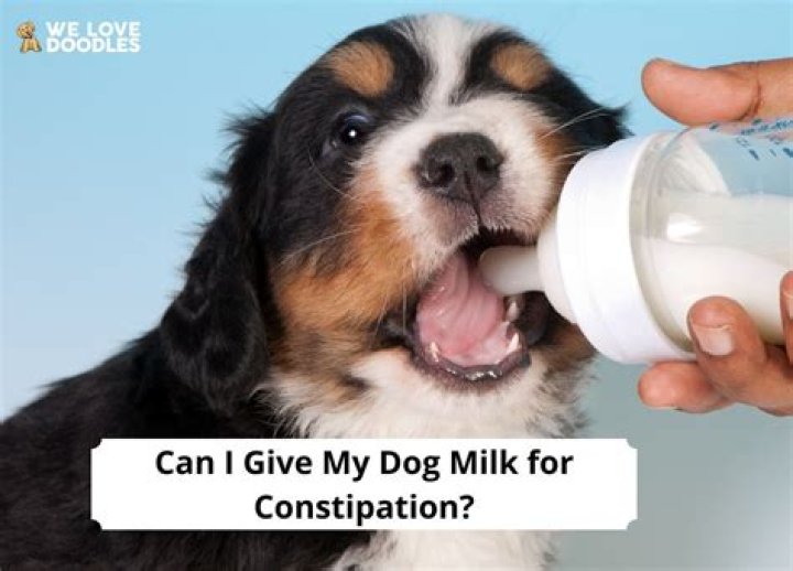 How much milk can I give my dog?