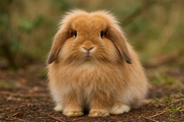 How much should a mini lop cost?