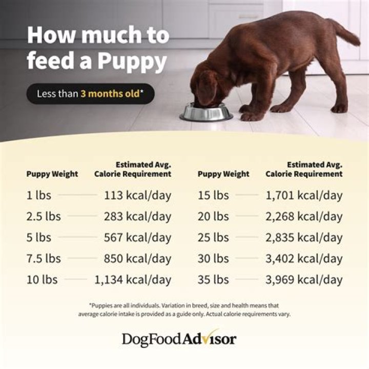 How much should I feed my dog 10kg?
