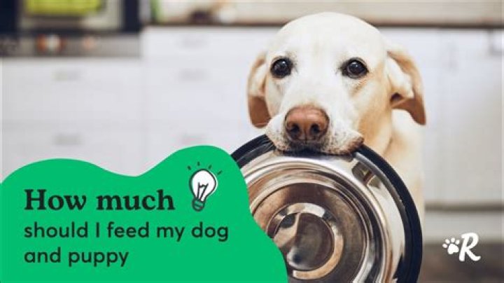 How much should I pay my neighbor to watch my dog?