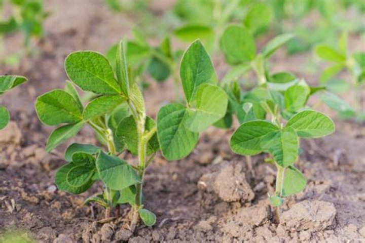 How much soybeans does Iowa grow?