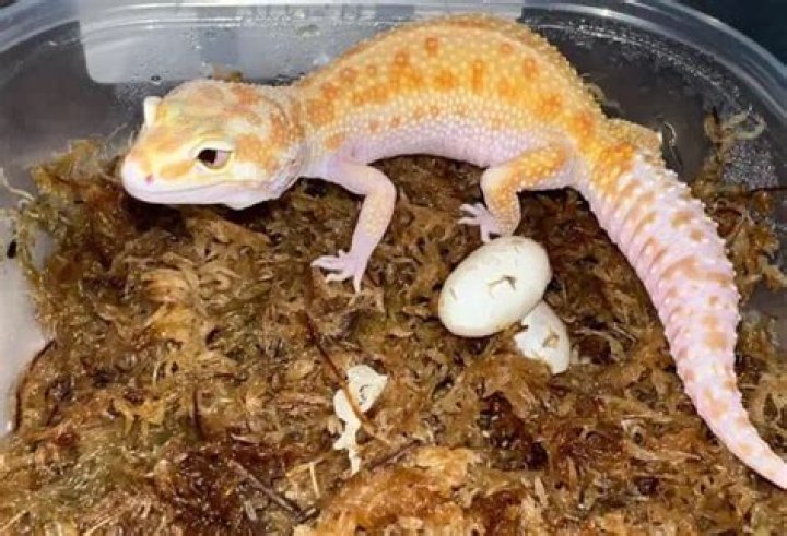 How often do Chahoua geckos lay eggs?