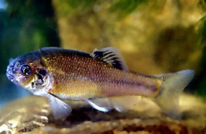 How often do fathead minnows spawn?
