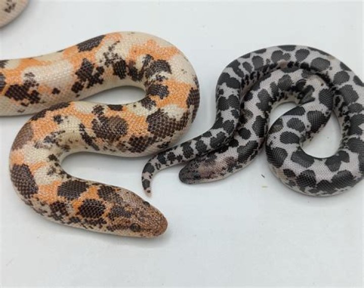 How often do Kenyan sand boas eat?