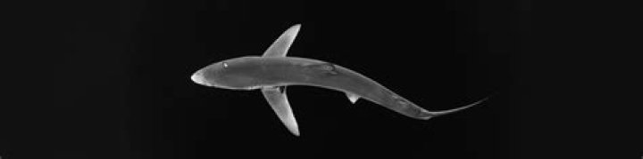 How often do nurse sharks reproduce?