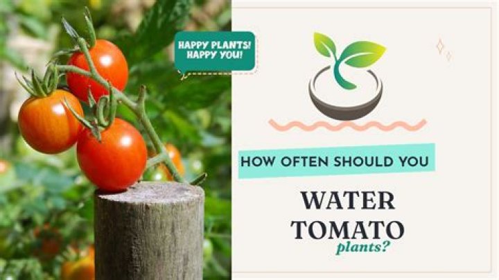 How often do you water pepper seedlings?