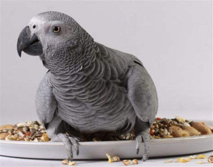 How often should I feed my African GREY parrot?