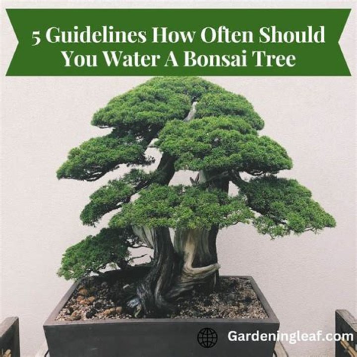 How often should you water a B&B tree?