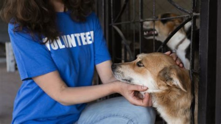 How old do you have to be to volunteer at an animal shelter in Virginia?
