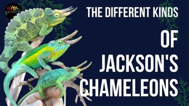 How old is my Jackson chameleon?