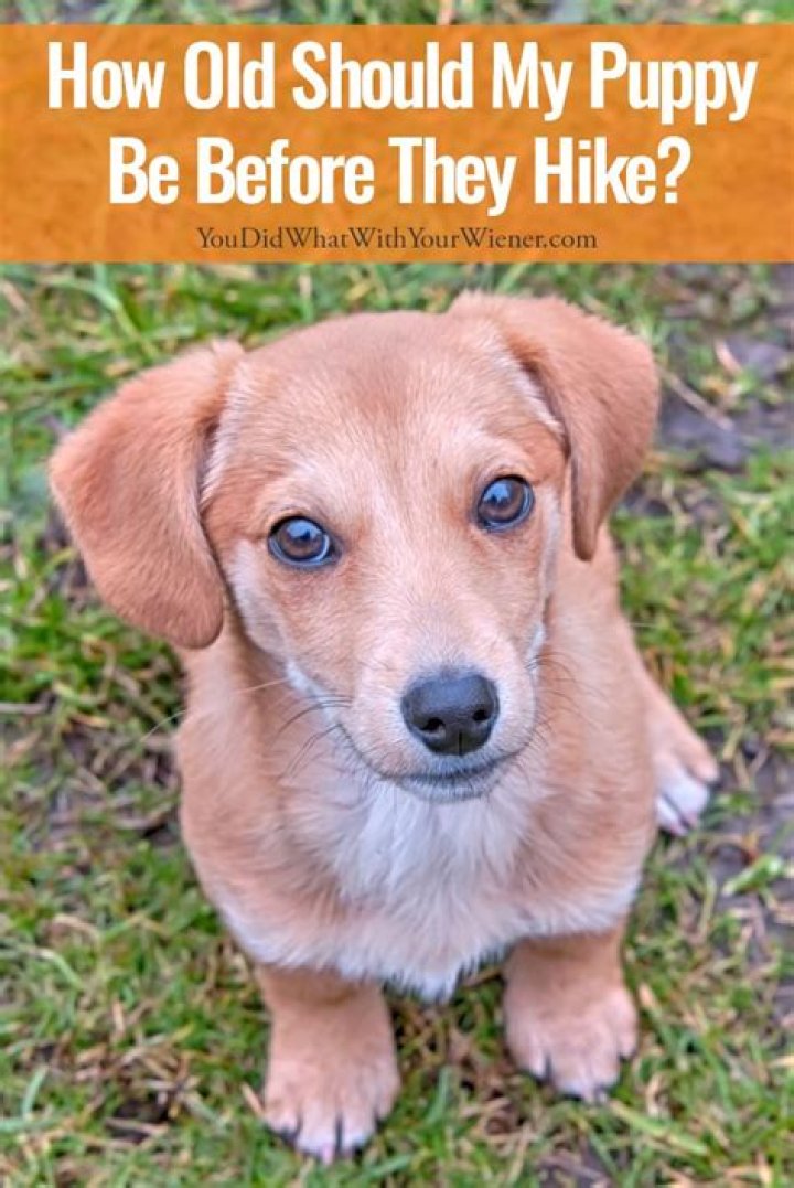 How old should a puppy be before going on walks?