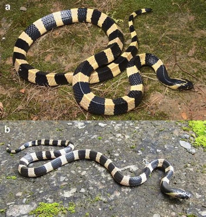 How poisonous is a krait snake?