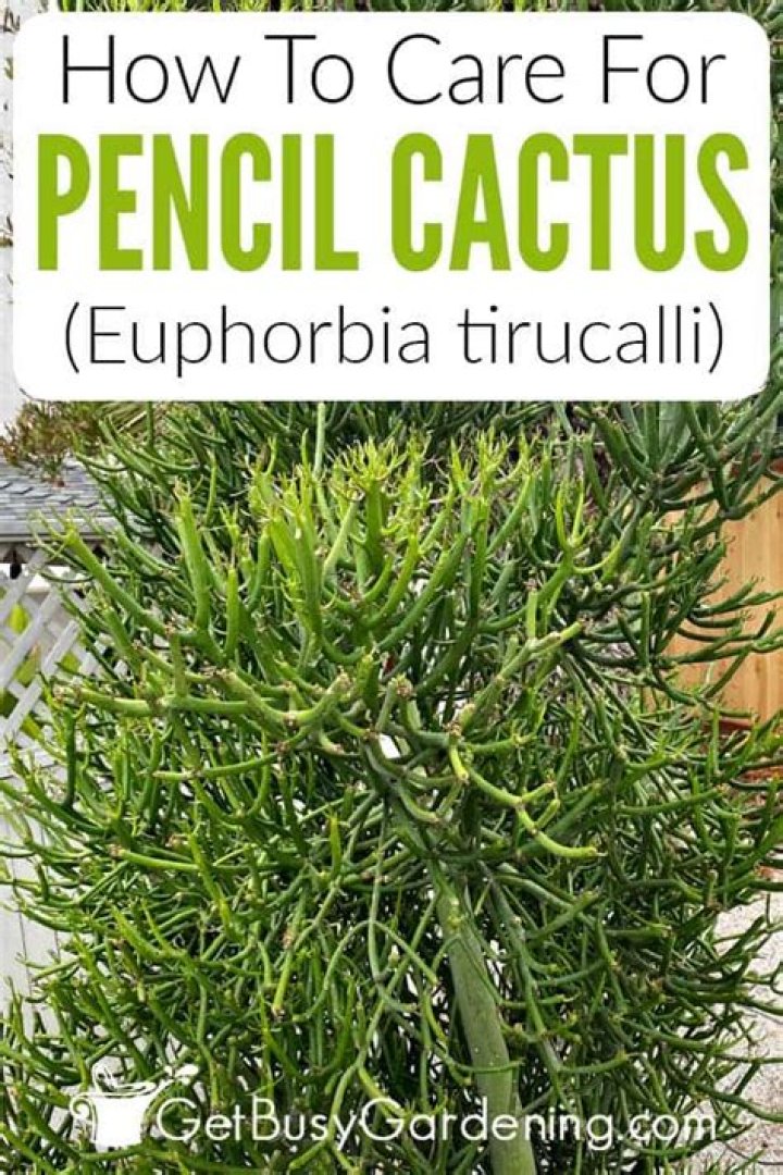 How poisonous is a pencil cactus?