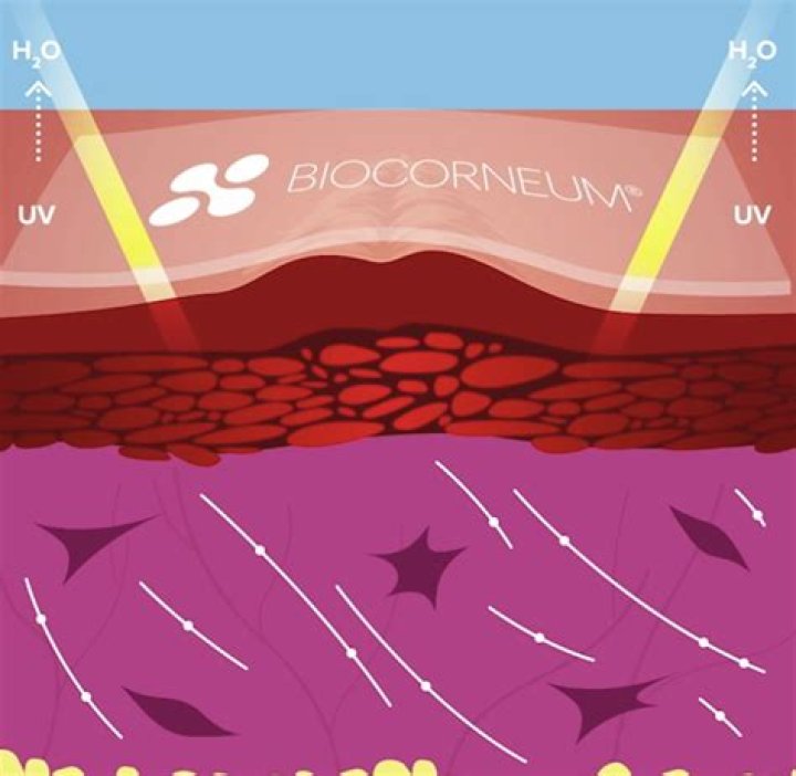 How quickly does Biocorneum work?