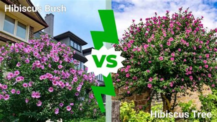 How tall do Chinese hibiscus get?