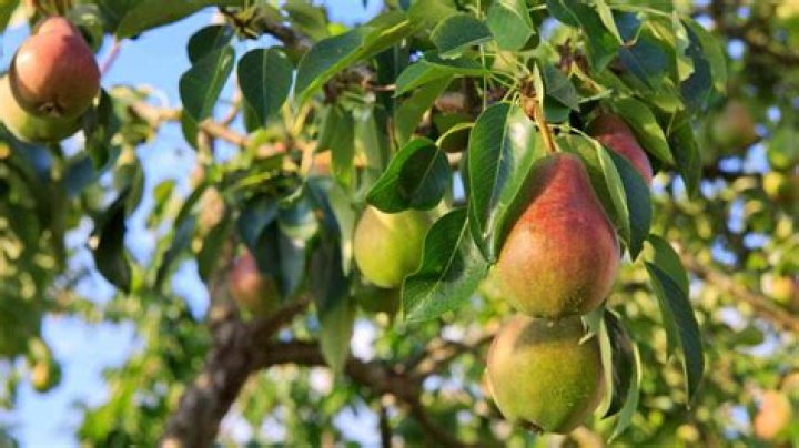 How tall do Cleveland Select pear trees grow?