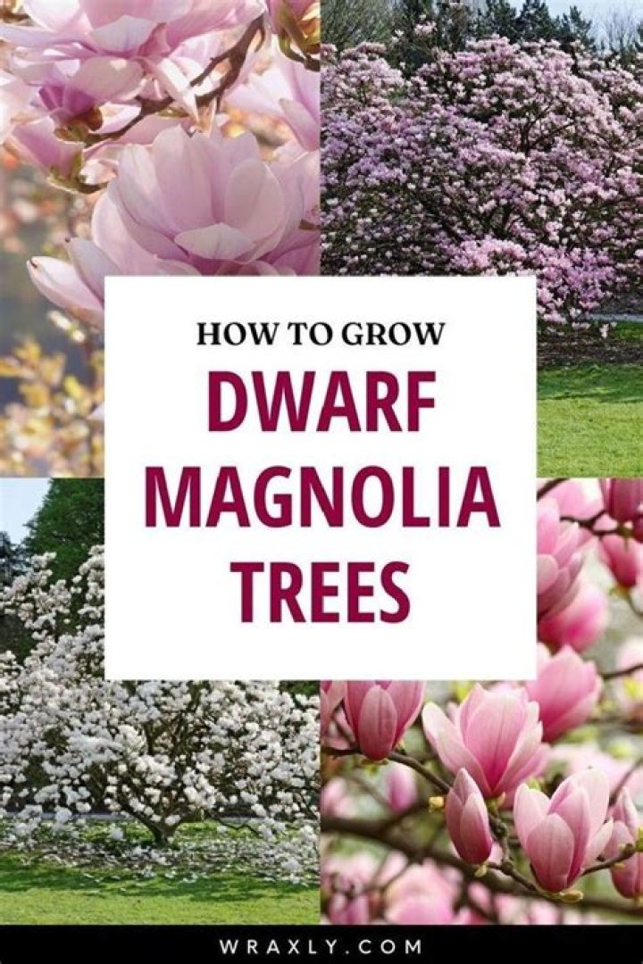 How tall do Magnolia stellata grow?