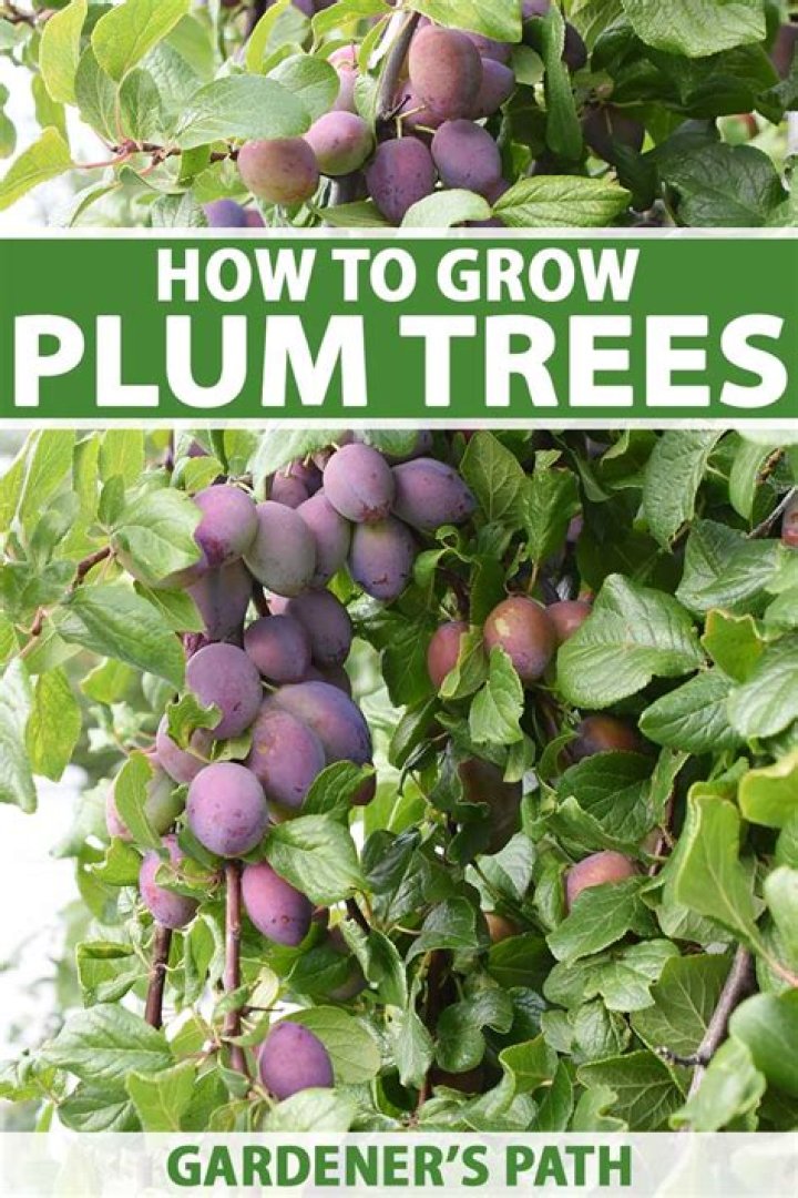 How tall do Mexican plum trees get?