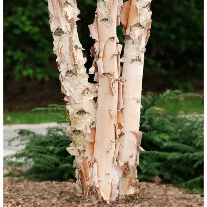 How tall do multi stemmed silver birch grow?