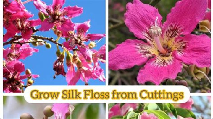 How tall do silk floss trees grow?