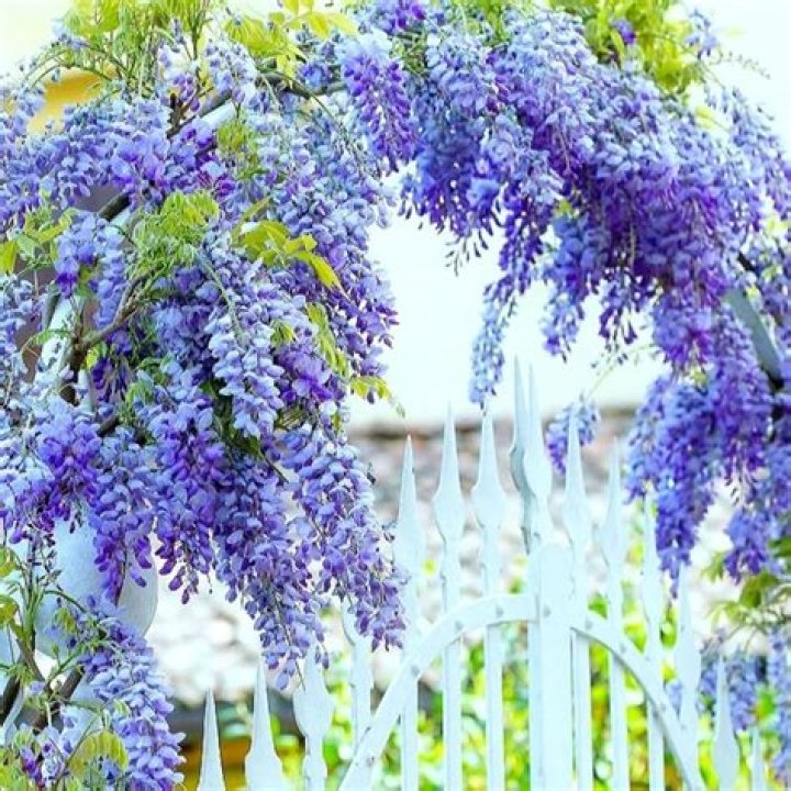 How tall does a blue moon wisteria get?