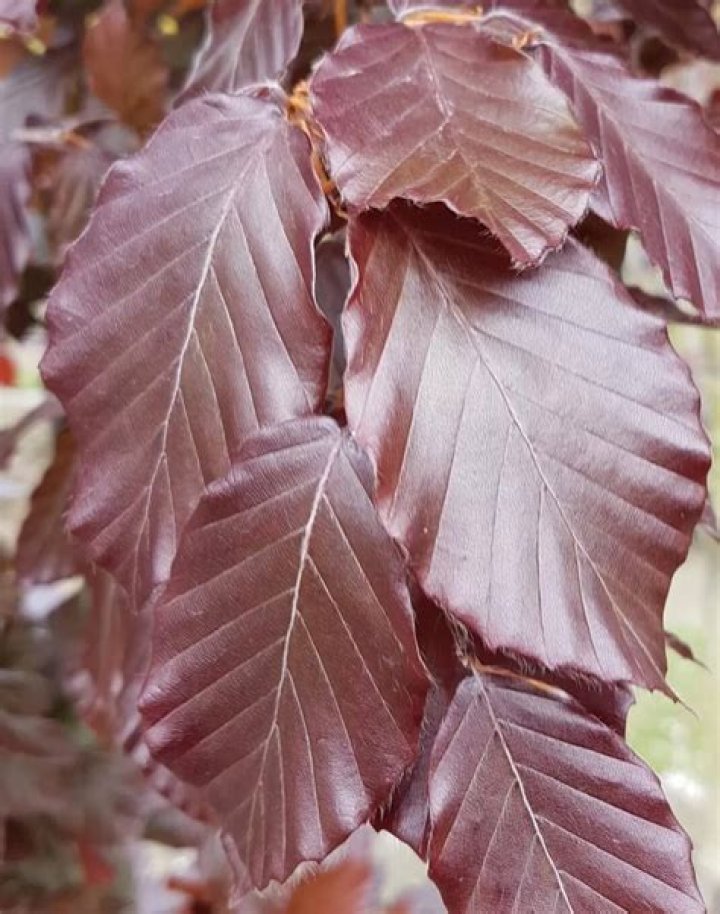 How tall does a purple beech tree grow?