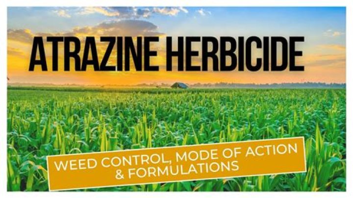 How widely used is atrazine?