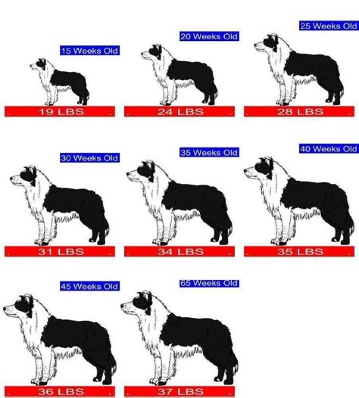 How would you describe a border collie?