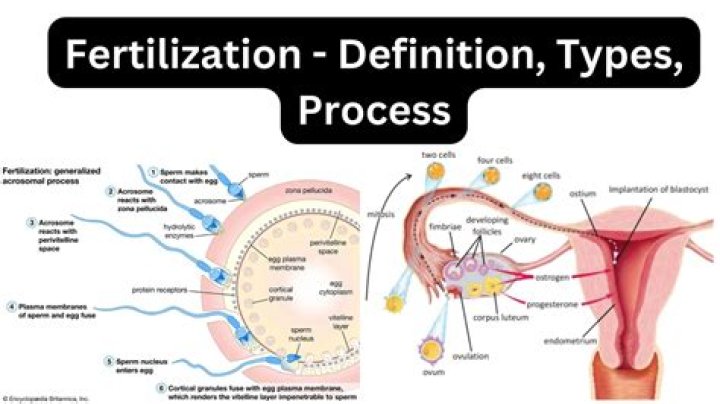 In which structure does fertilization take place quizlet?