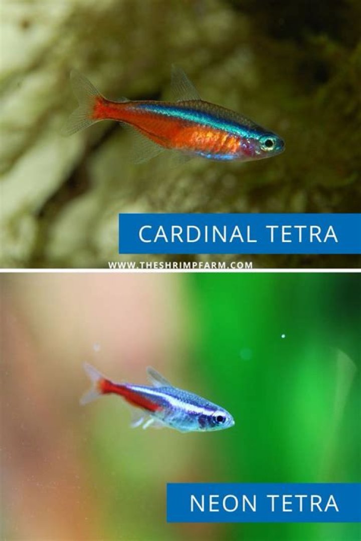 Is 6 Cardinal tetras enough?
