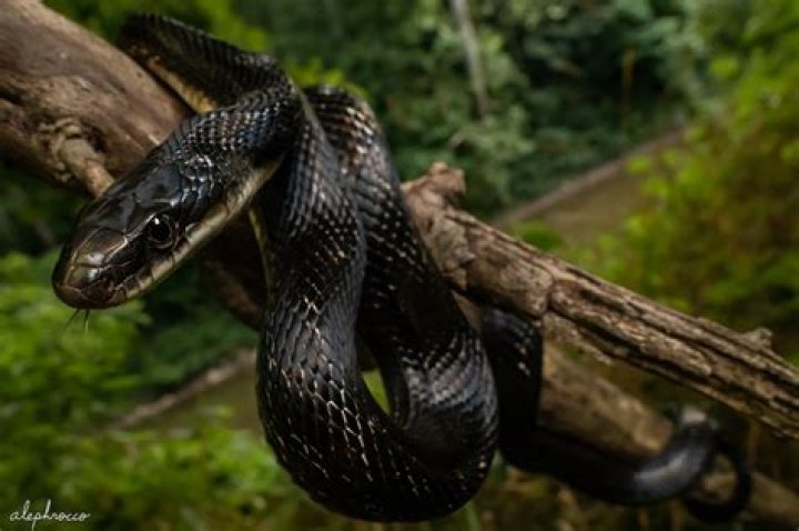 Is a black snake the same as a black rat snake?