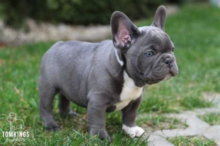 Is a Blue Frenchie rare?