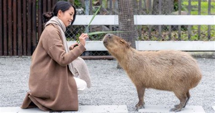 Is a capybara a good house pet?