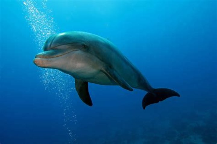 Is a dolphin a good pet?