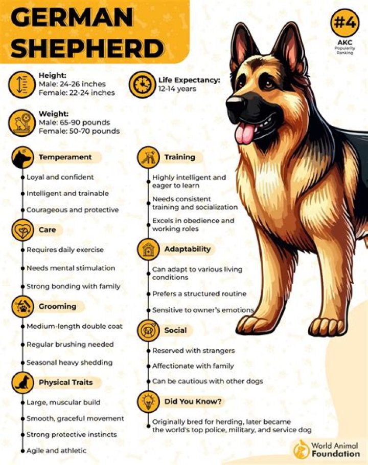 Is a Dutch shepherd a good family dog?