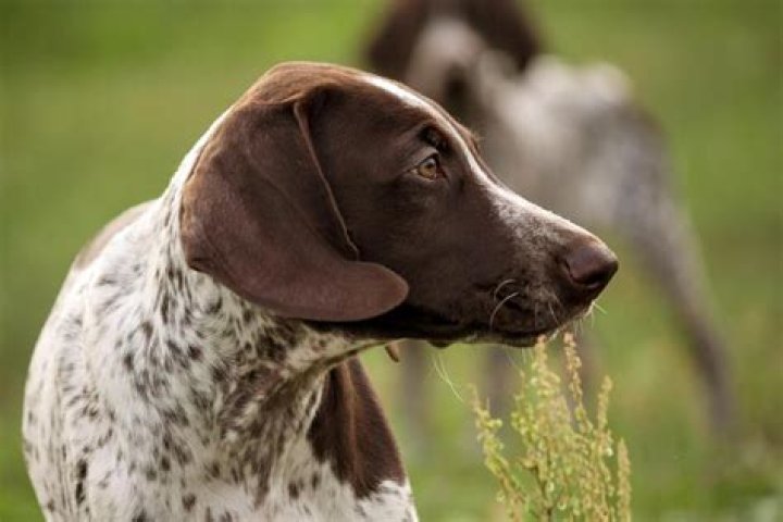 Is a German Shorthaired Pointer a good family dog?