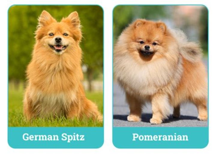 Is a German Spitz a Pomeranian?
